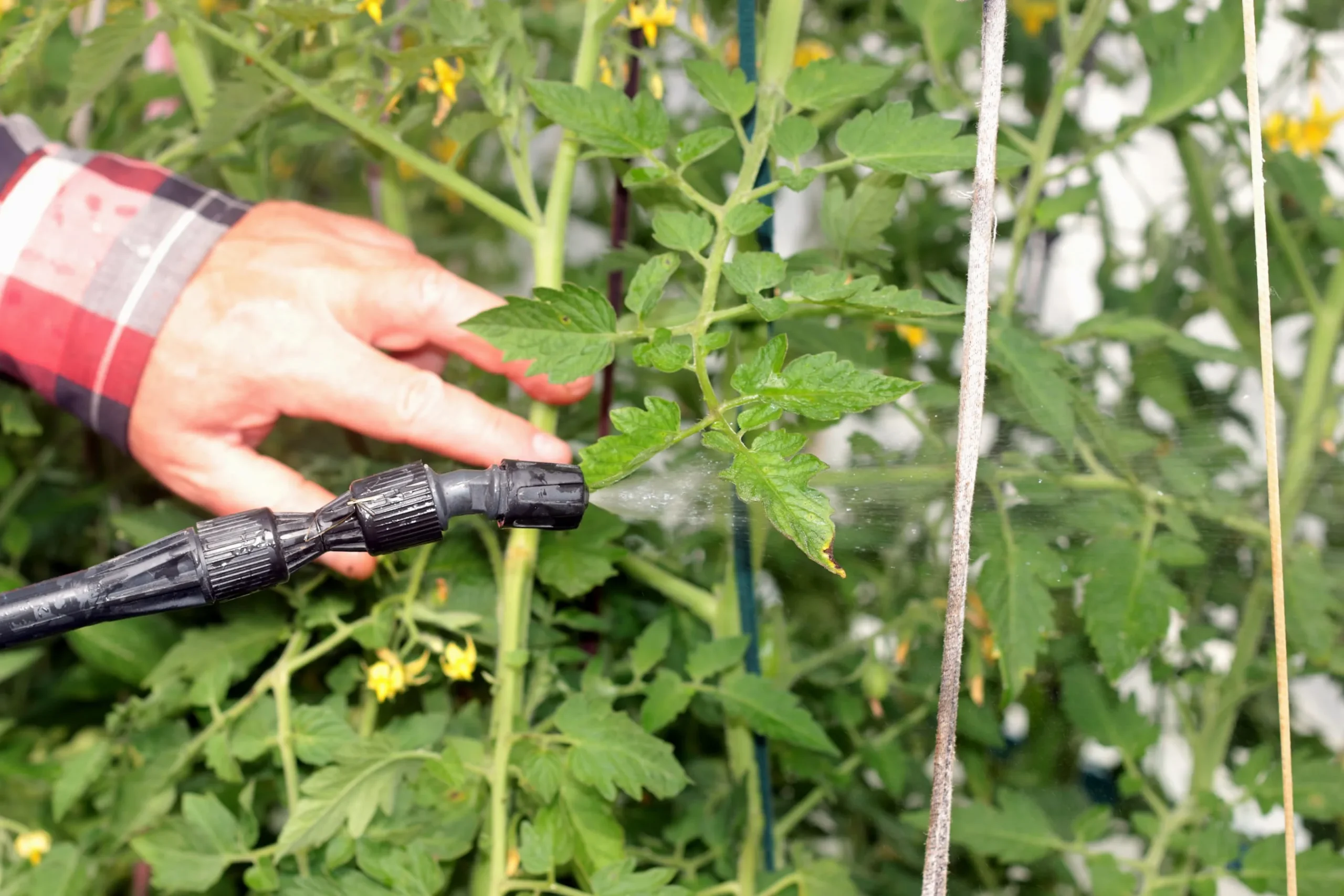 Person spraying plants with garden hose