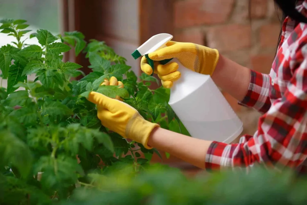 Person wearing gloves spraying pesticide on green plants in a garden.