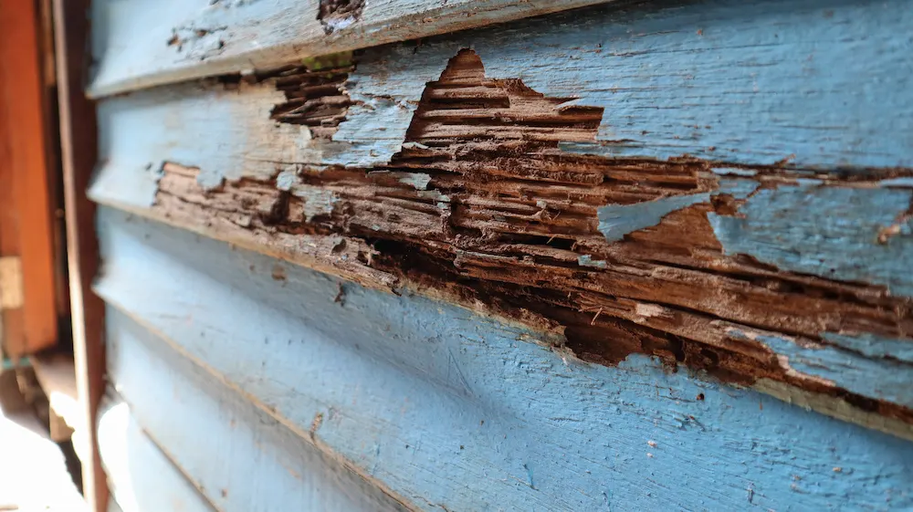Rotten blue wooden siding with peeling paint