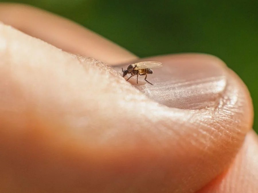 Small fly on a person’s finger