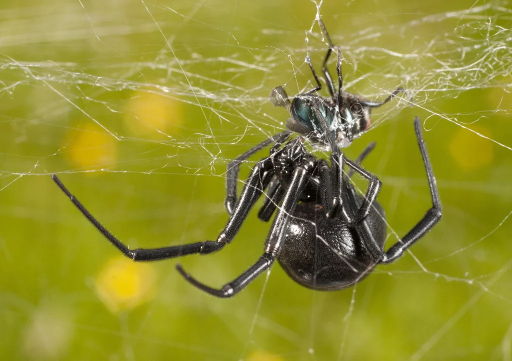 Spider capturing and feeding on a fly caught in its web.