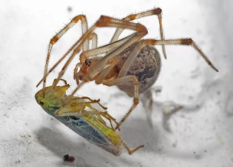 Spider capturing and feeding on a green leafhopper insect.