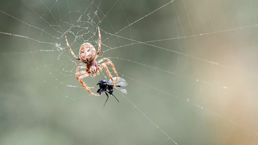 Spider holding a fly in its web.