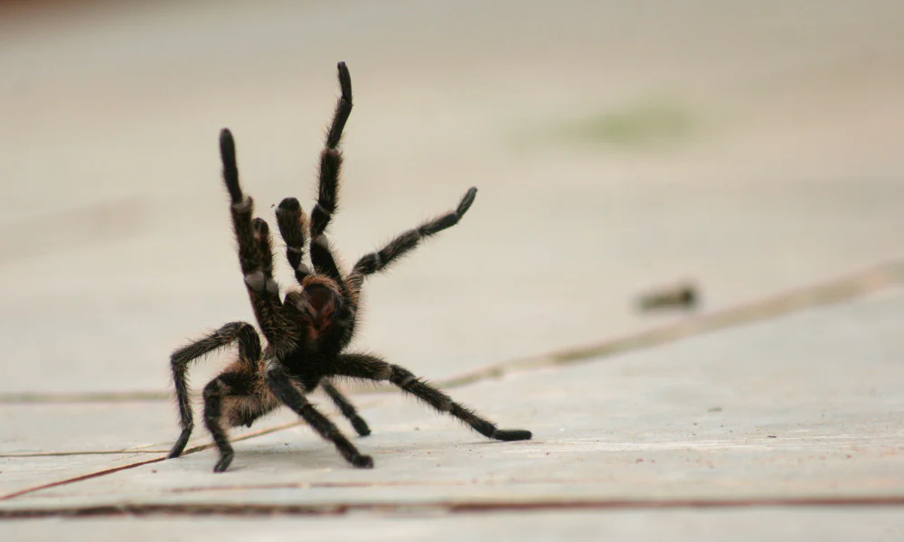 Spider with raised front legs on a tiled surface.