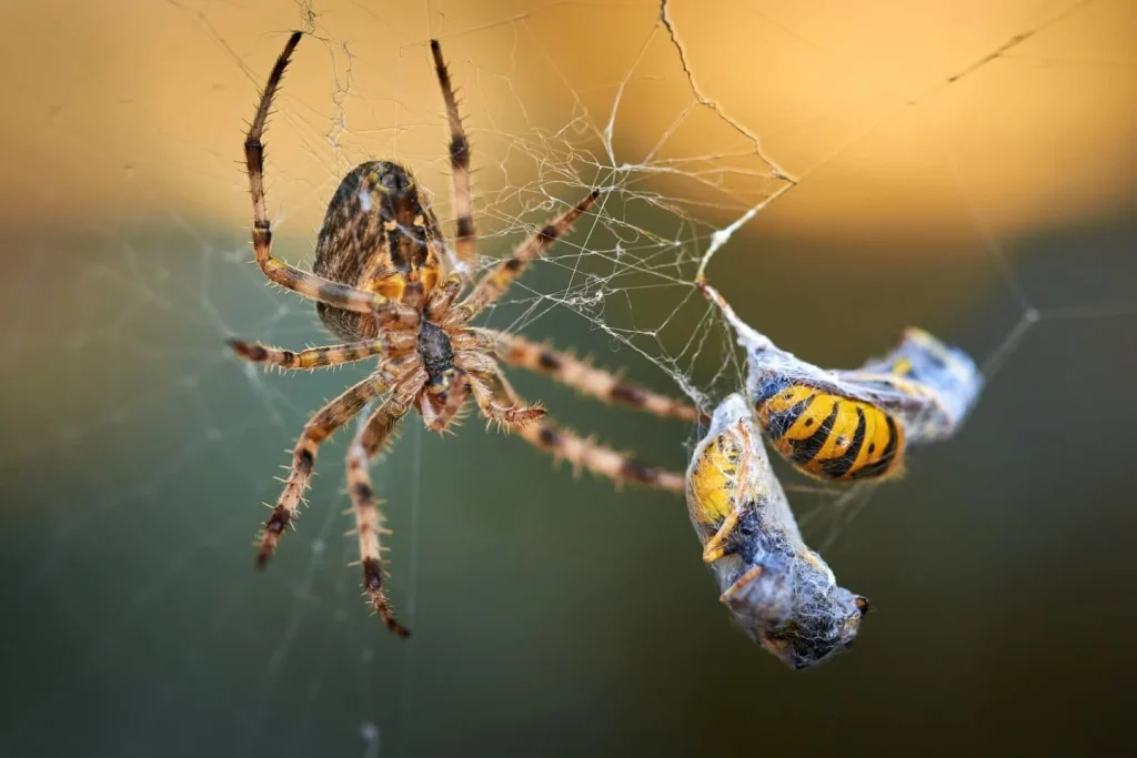Spider wrapping a wasp in its web, immobilizing its prey.