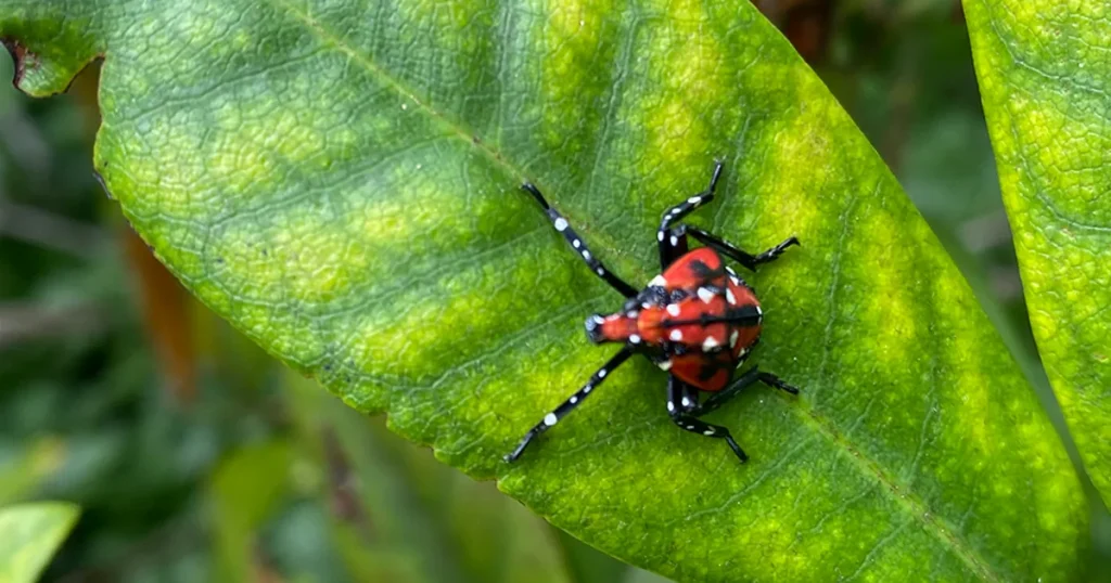 Spotted lanternfly nymph on a green leaf.