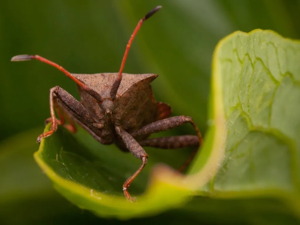 Stink Bugs on leaf