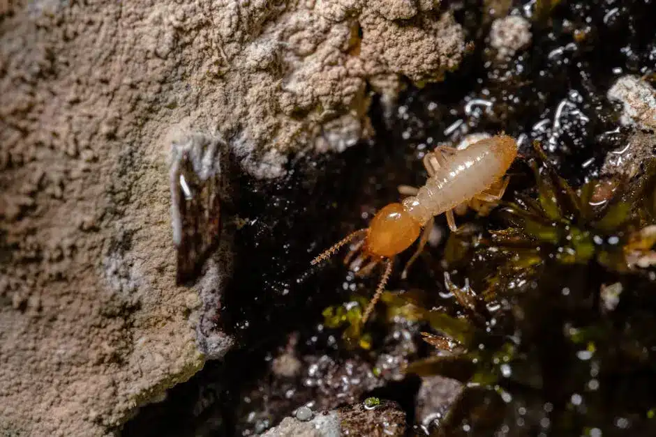 Termite crawling on wood surface.