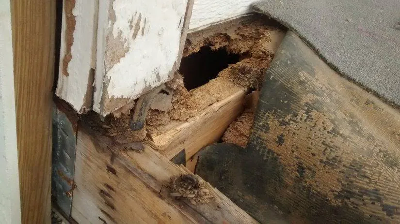 Termite damage causing a hole and wood decay in a structure.