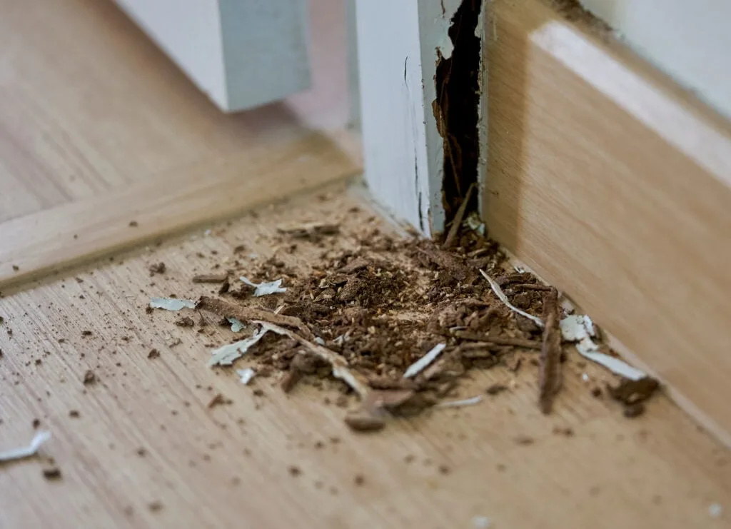 Termite damage near door frame