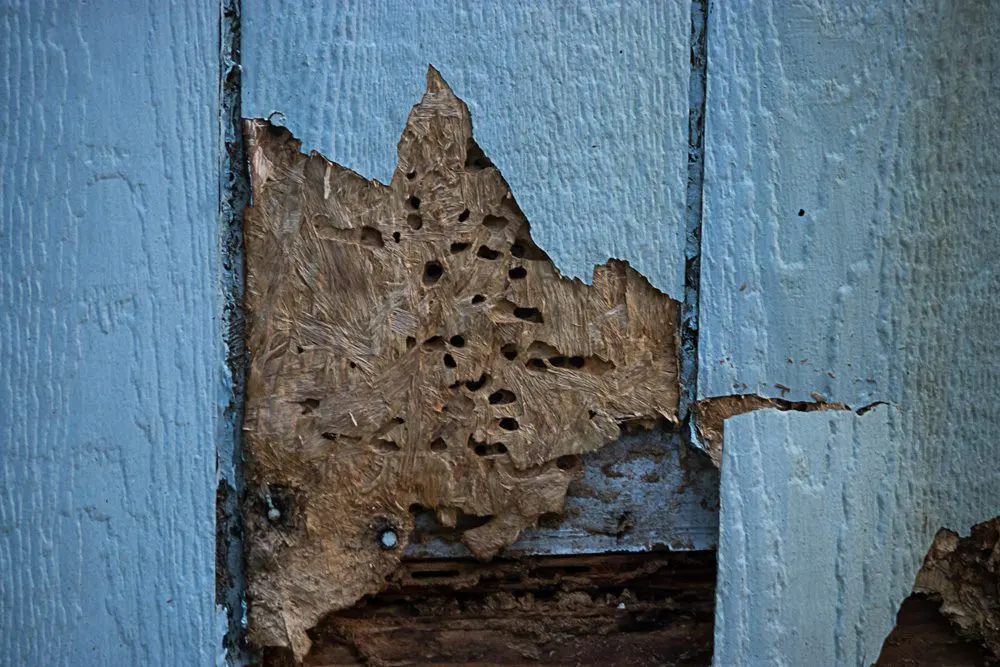 Termite-damaged blue wooden siding