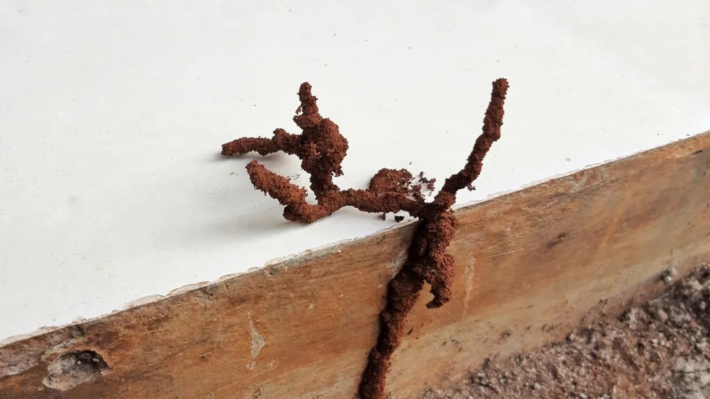 Termite mud tube along a wooden surface.