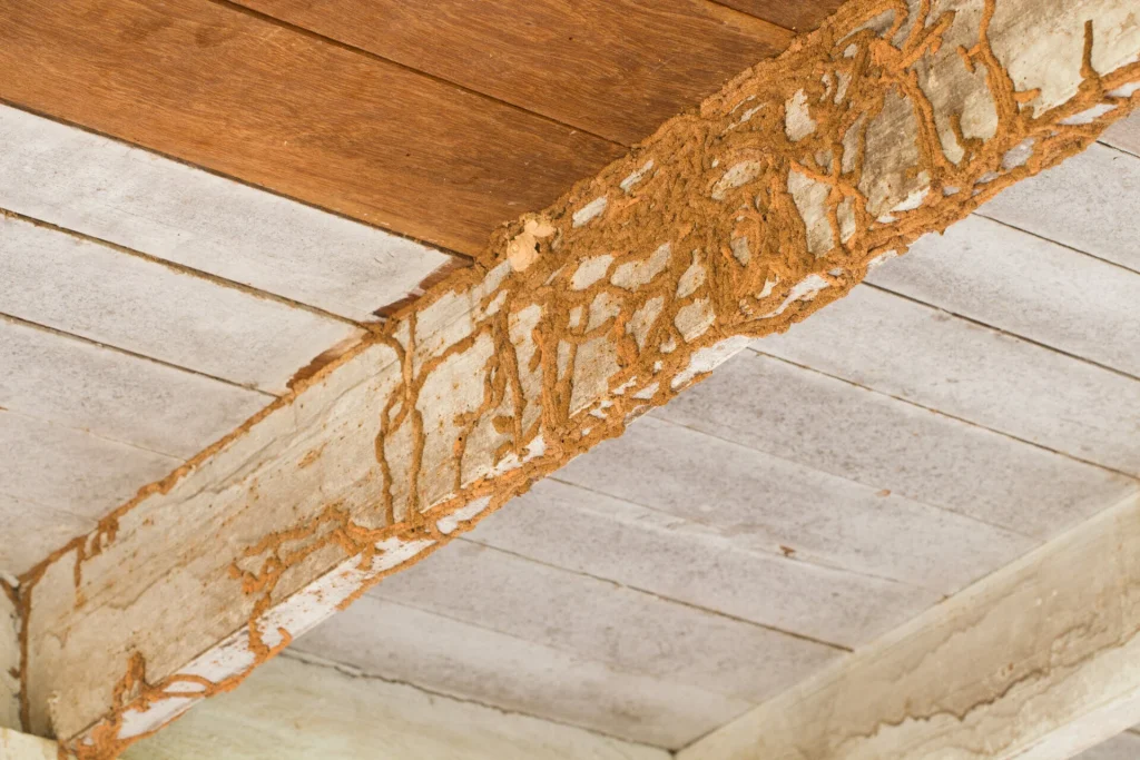 Termite mud tubes on wooden beam