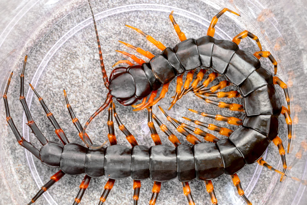 Tiger Centipede