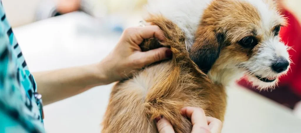 Veterinarian checking dog for lice