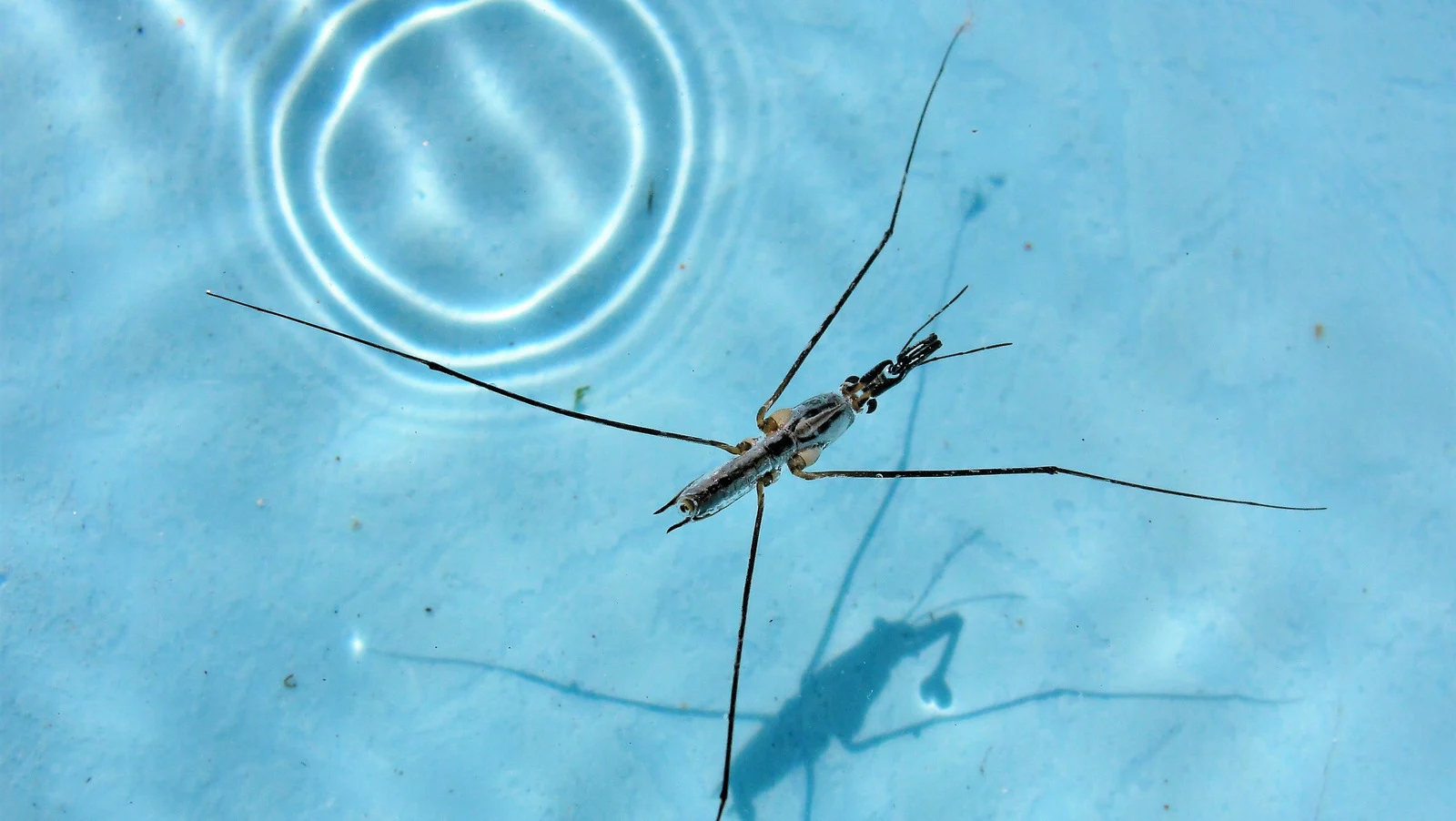 Water strider floating on pool water
