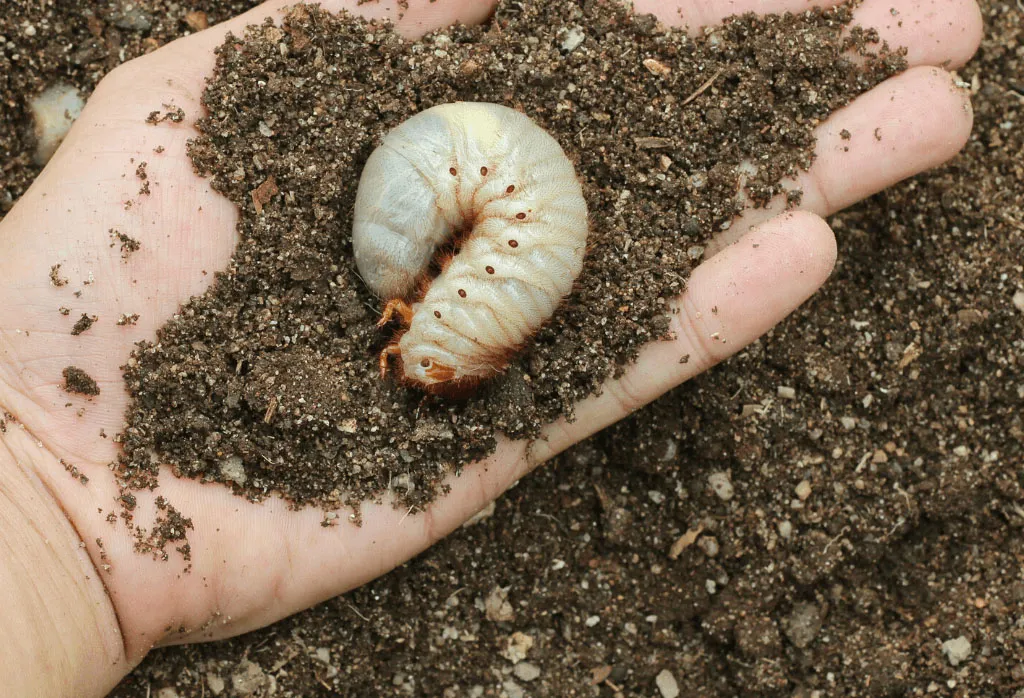 White C-shaped lawn grub larva resting in soil on a person’s hand