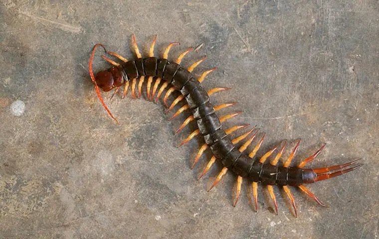 a close up view of house centipede