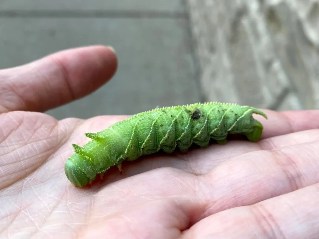 a green caterpillar on a hand
