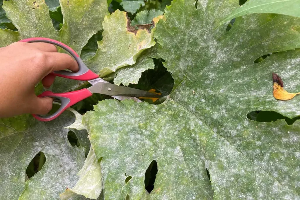 a hand pruning zucchini leaves