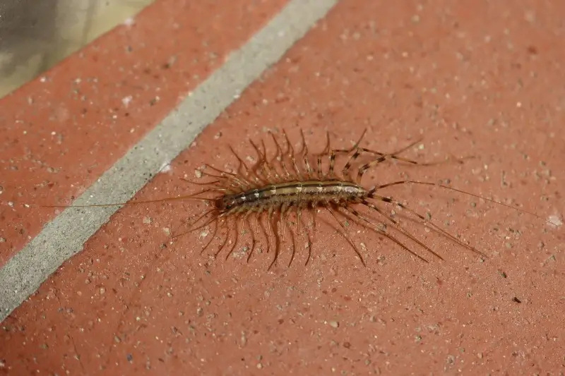 a house centipede on a rough surface