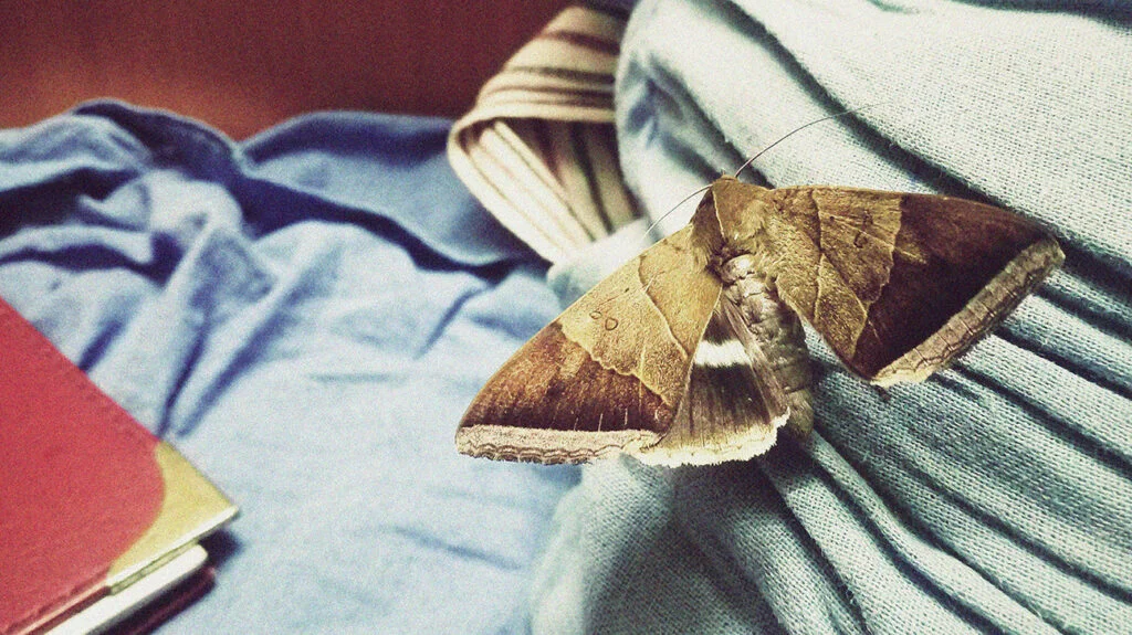 a moth sitting on a fabric