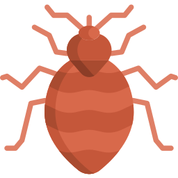 a bed bug
