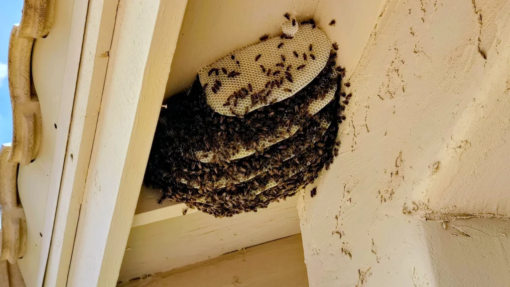 bee hive under eave