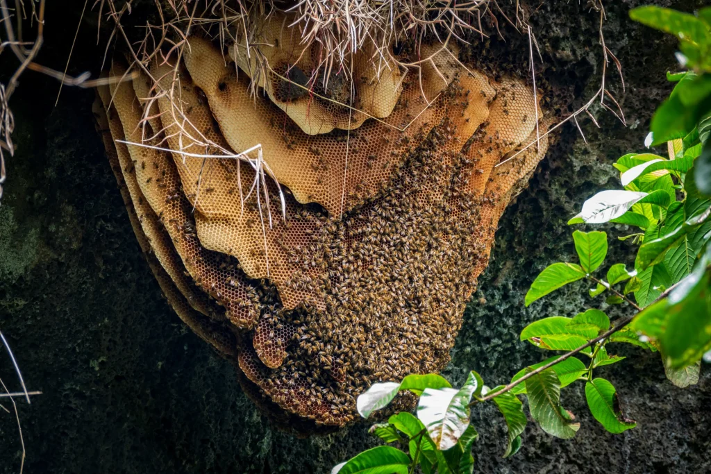 beehive removal guide blog