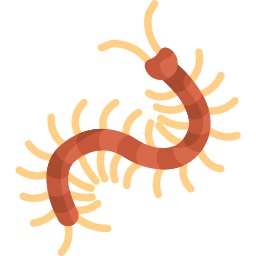 centipede