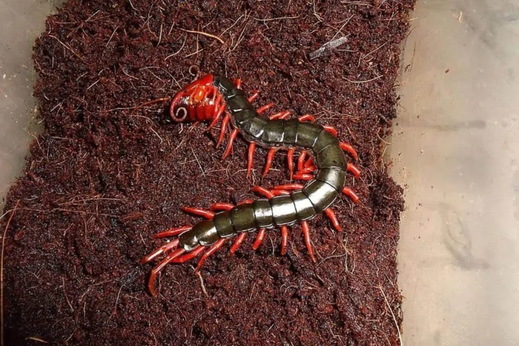 chinese red headed Tropical Southern Centipede on mulch