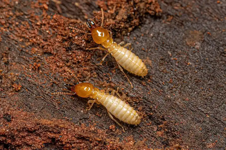 close up of 2 Subterranean Termites