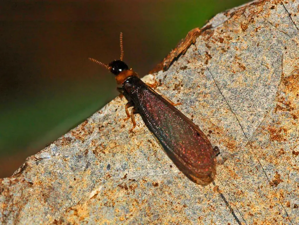 close up of a drywood termite