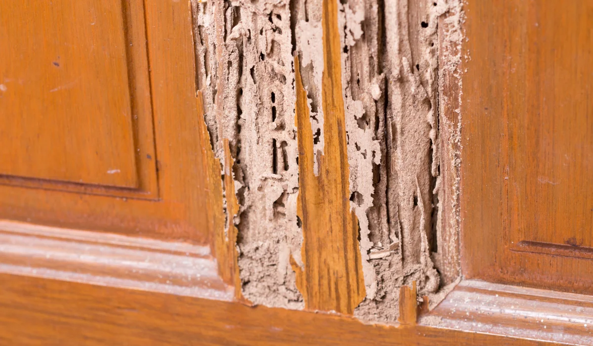 close up of a termite damaged wood.