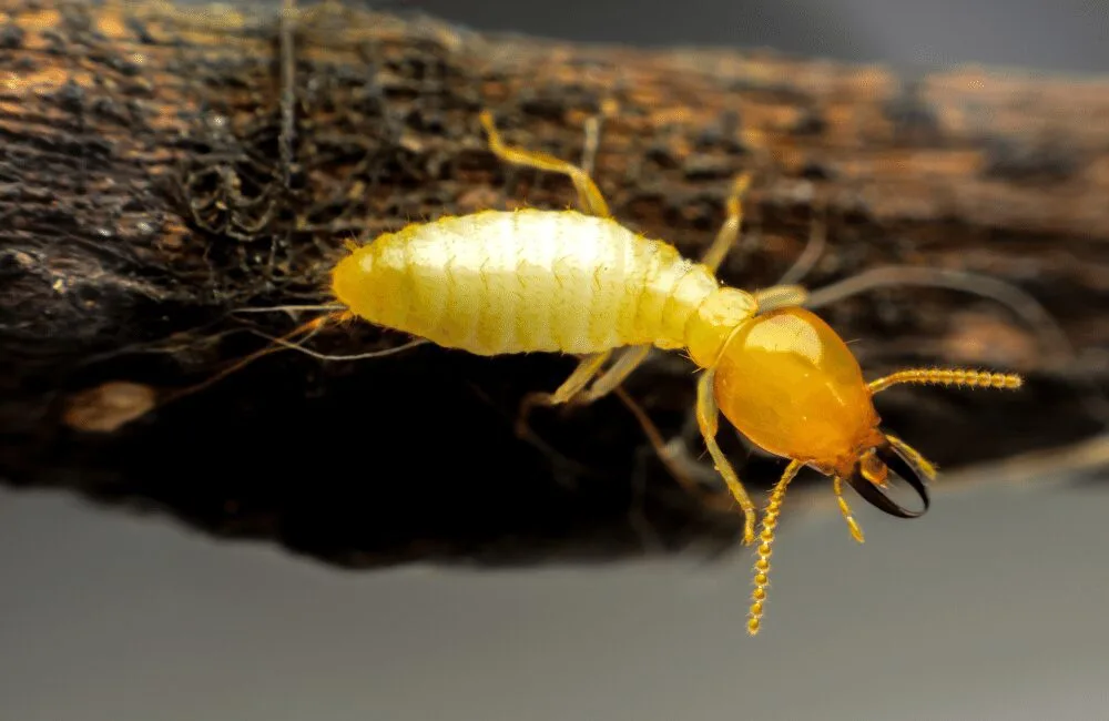 close up of a termite on a wood