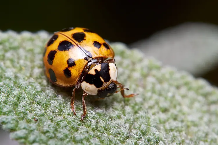 close up of asian lady beetle