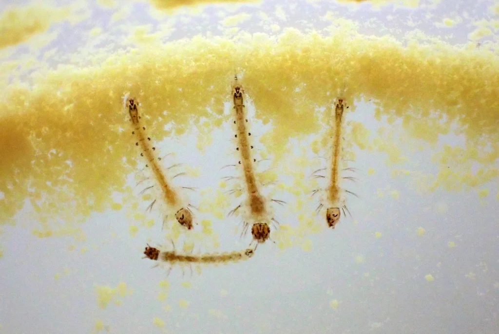close up of various mosquito larvae