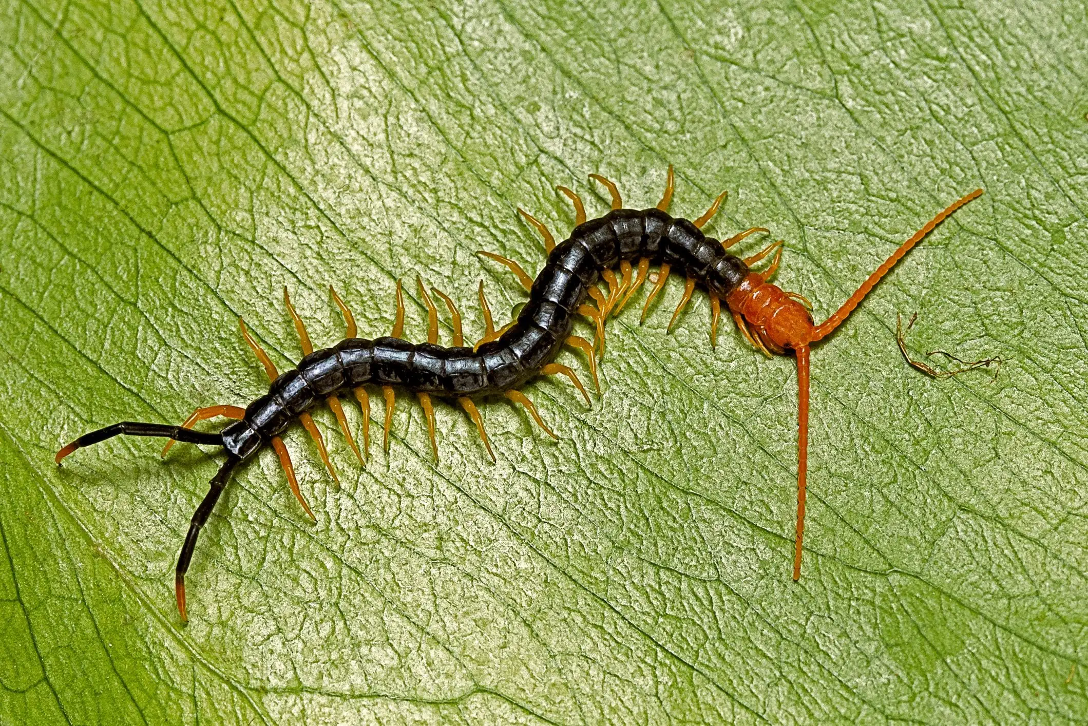 close up view of a house centipede on a green leafy surface