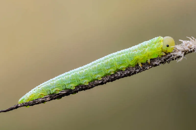 closeup of a sawfly