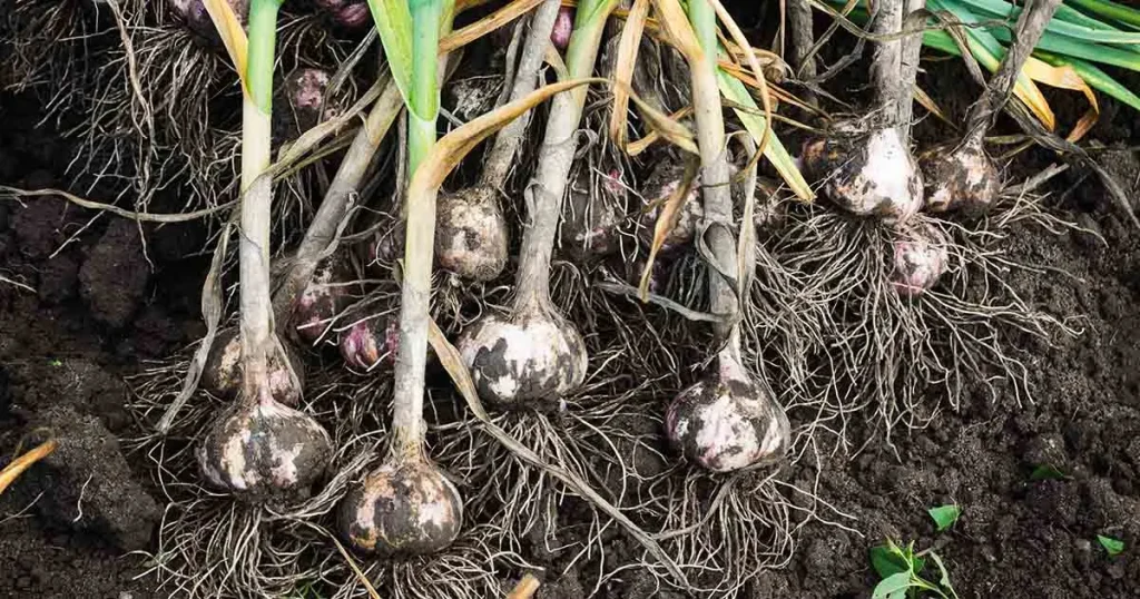 garlic cloves with roots