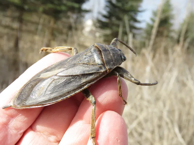 giant water bug in a hand