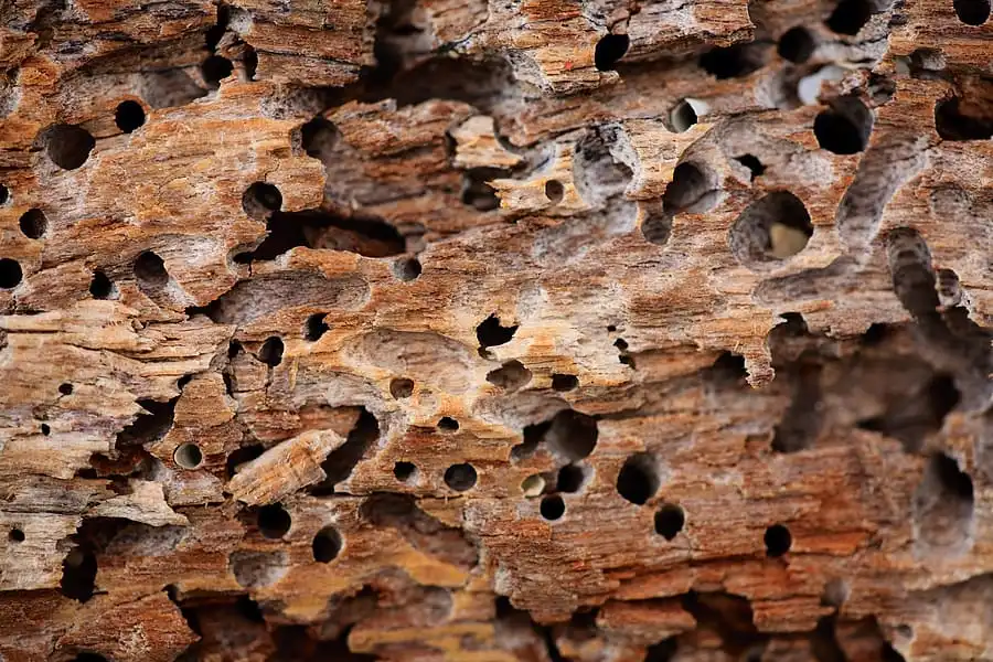 hollow wood close up