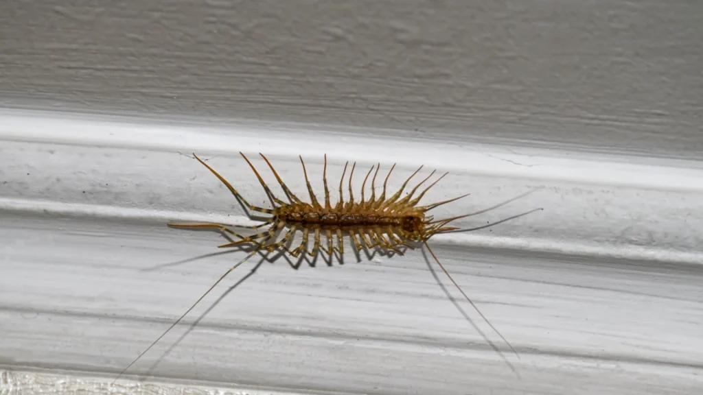 house centipede on the ceiling in the house