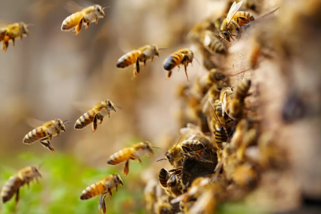 how do you get rid of bees without killing them