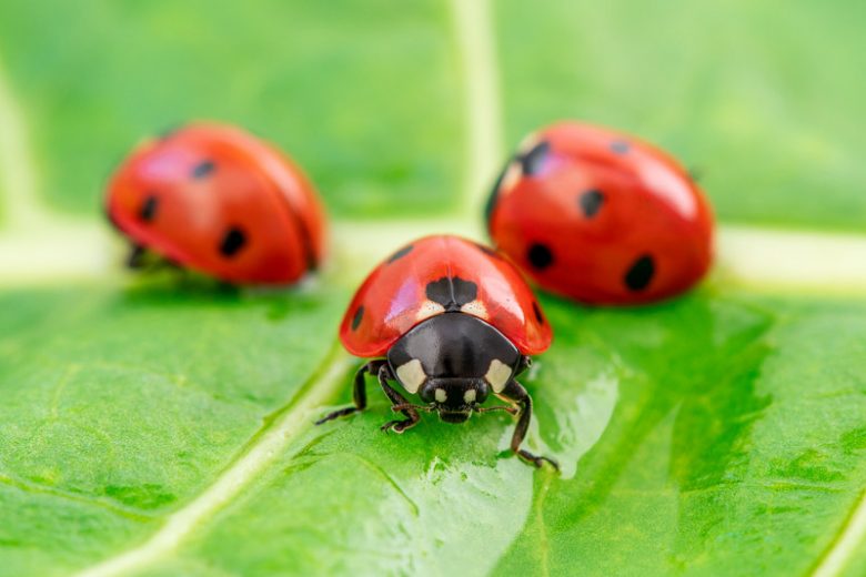 ladybugs on leaves