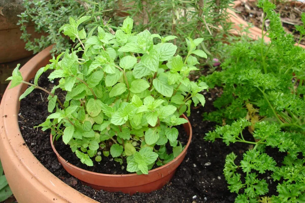 mint plant in a pot