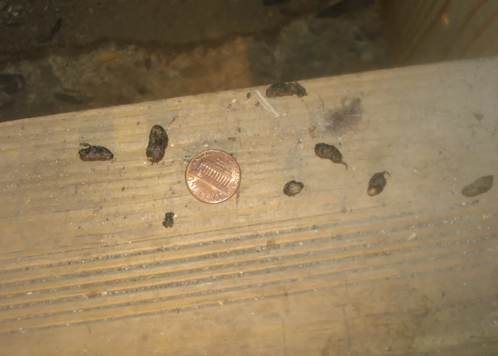 mouse droppings on a surface