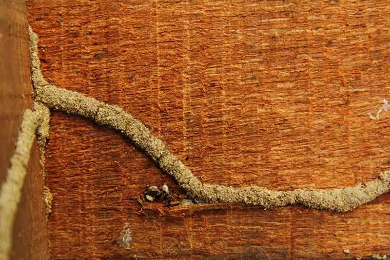 mud tube on a wood made by termites