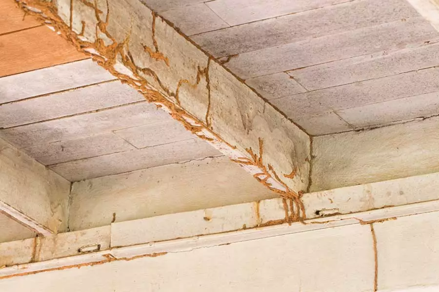 mud tubes on ceiling