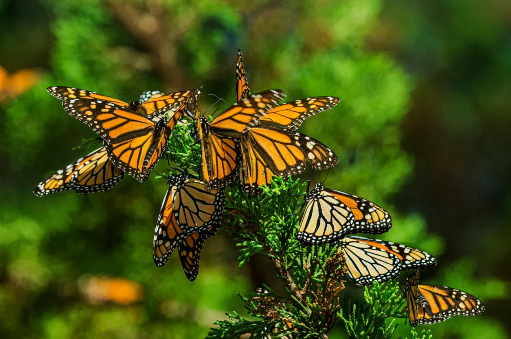 number of butterflies on a plant